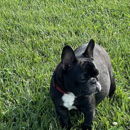 Karen - French Bulldog