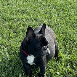 Karen - French Bulldog