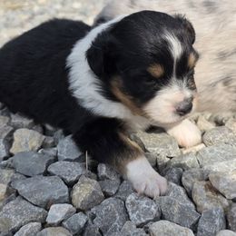 Dena Tri-f 2 - Black tri female Toy Australian Shepherd puppy in Leonard, Texas from Tin Roof Aussies