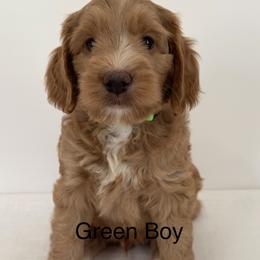 Boy 2 - Gold male Australian Cobberdog puppy in Grand Rapids, Michigan from Joreese Australian Cobberdogs