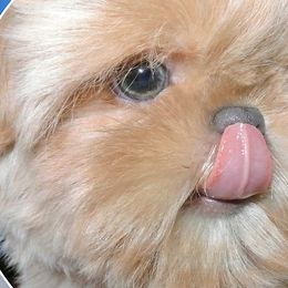 Shih Tzus from Angelic Shih Tzu of West Michigan