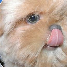 Shih Tzus from Angelic Shih Tzu of West Michigan