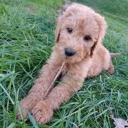 Junie - Red  female Goldendoodle puppy in Georgetown, Tennessee from Georgetown Designer & Purebred Puppies