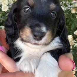 Jaq - Black and cream male Dachshund puppy in Cherry Valley, California from Sugar and Spice Dachshunds