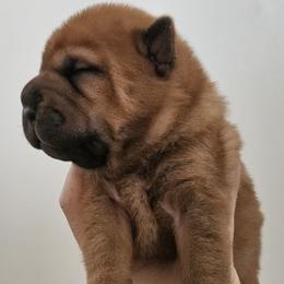 Rocky - Red fawn male Chinese Shar-Pei puppy in Bakersfield, California from Cashmerewrinkles