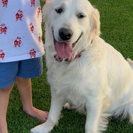 Lily - Golden Retriever