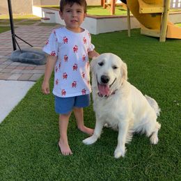 Lily - Golden Retriever