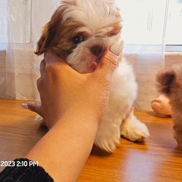 Shih Tzu Puppies from Shantii's Shih Tzu's