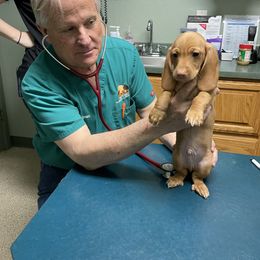 Dachshund Puppies from Triple L Dachshunds