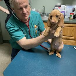 Dachshund Puppies from Triple L Dachshunds