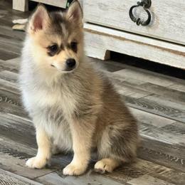 Sion - Silver and white male Pomsky puppy in Boonville, Indiana from Elysian Pomskies