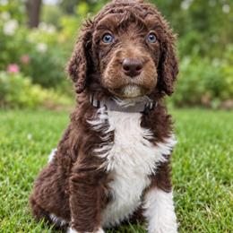 Sedge - Grey Collar - Brown male Poodle puppy in Charlotte, North Carolina from The Homestead