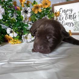 2 - Chocolate female Labrador Retriever puppy in Newton Grove, North Carolina from Wayalife Labradors & Gsp’s
