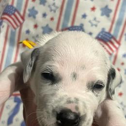 Mr. Goodbar - White and black male Dalmatian puppy in Austin, Texas from Dazzling Dalz