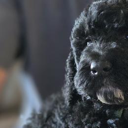 Goldendoodles and Poodles from Greg Ridgeway