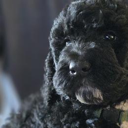 Goldendoodles and Poodles from Greg Ridgeway