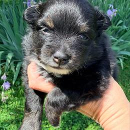 Peeps - Black and tan male Pomeranian puppy in Clarksville, Tennessee from Bee Mine Maltipoos and Pomeranians