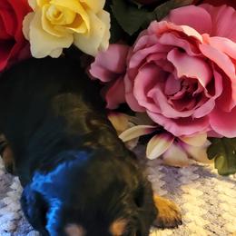 Dachshund Puppies from CLARK'S BREEDING PROGRAM