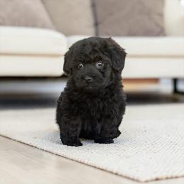 Coal - Black male Havapoo puppy in Bowling Green, Kentucky from Denise Clark