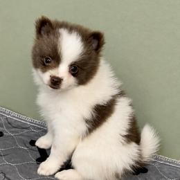 Boy A - Blue parti male Pomeranian puppy in Knoxville, Tennessee from Thea's Puppies