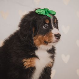 Bernese Mountain Dog and Golden Retriever Puppies from J & J Meadows
