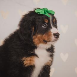 Bernese Mountain Dog and Golden Retriever Puppies from J & J Meadows