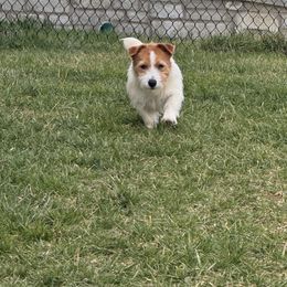 Sophia - Tri-color female Jack Russell Terrier puppy in Greeneville, Tennessee from Wampler Jacks