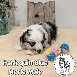 Zaul - Blue merle male Miniature Australian Shepherd puppy in Jaroso, Colorado from Heaven Sent Aussies