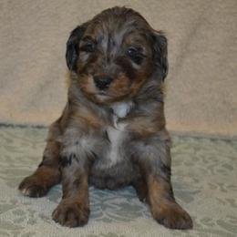 Coral - Chocolate merle female Bernedoodle puppy in Clarinda, Iowa from Root and Branch Bernedoodles