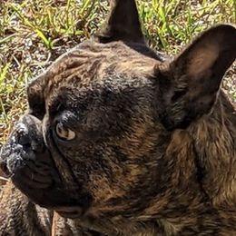 French Bulldogs from HodgePodge Bulldogges