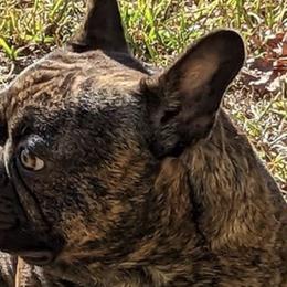 French Bulldogs from HodgePodge Bulldogges
