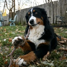 Bernese Mountain Dog and Pembroke Welsh Corgi All Grown Up from Concerto Corgis