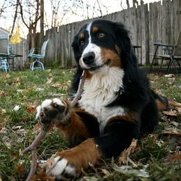 Bernese Mountain Dog and Pembroke Welsh Corgi All Grown Up from Concerto Corgis