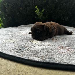 Bean - Liver and white male Shih Tzu puppy in Statesboro, Georgia from Magnolia Small Breeds