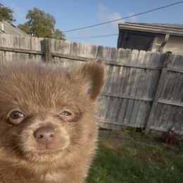 AKC PRINCESS - Lavender female Pomeranian puppy in Wyandotte, Michigan from FAITHOPELOVE POMS KENNELS