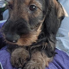 Dachshund Puppies from Riverwood Dachshunds