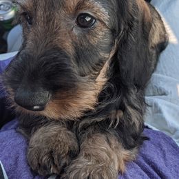 Dachshund Puppies from Riverwood Dachshunds