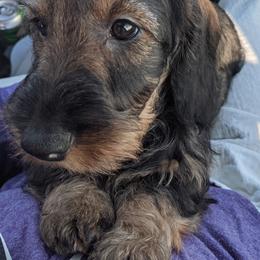 Dachshund Puppies from Riverwood Dachshunds