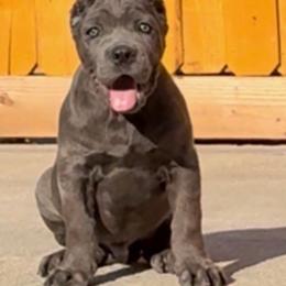 Grey Male - Gray male Cane Corso puppy in California from Donato Kennels