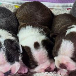 Scarlet Witch - Red female Boston Terrier puppy in Millers Creek, North Carolina from Tumbling Shoals Hilltop Bostons