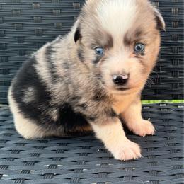Woody - Blue merle male Miniature Australian Shepherd puppy in Stuart, Iowa from Arbor Hill Aussies