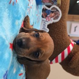 Shaded red boy - Red male Dachshund puppy in West Plains, Missouri from Spring Creek Dachshunds