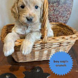 Cap'n Crunch - Cream male Goldendoodle puppy in Cambridge, Minnesota from Country Meadow Doodles
