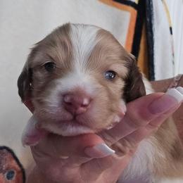 Cream choc dapple piebald - Cream male Dachshund puppy in Port Charlotte, Florida from Vicki's Dachshund Crossing