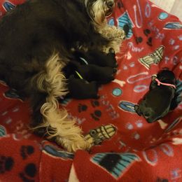 Miniature Schnauzer Puppies from Starbound Miniture Schnauzer's