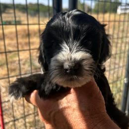 Rocky,  5 weeks old - Black male Whoodle puppy in Crawford, Colorado from Saddle Mountain Doodles