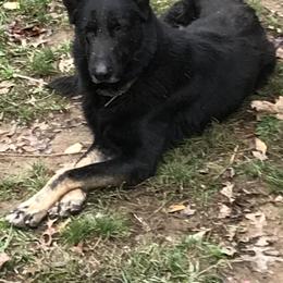 German Shepherd Puppies from Sandy’s Shepherds