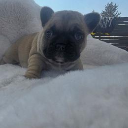 Regal - Fawn male French Bulldog puppy in Terrebonne, Oregon from Scherners Frenchie Frenz