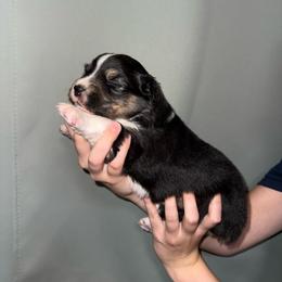 Unicorn - Black tri-color female Australian Shepherd puppy in Weeki Wachee, Florida from Ace of Spades Australian Shepherds