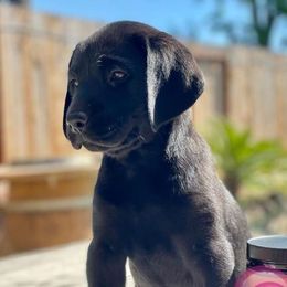 Labrador Retriever Puppies from On My Side Kennels
